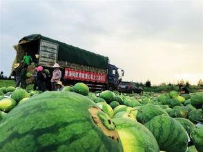 东钱湖利民村吃瓜,夏日吃瓜盛宴，体验乡村田园生活