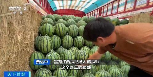 小北湖吃瓜,一场味蕾与视觉的狂欢之旅