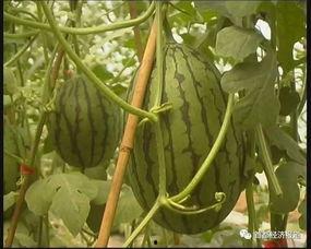 大兴出游吃瓜攻略,畅游大兴，尽享夏日清凉美食之旅