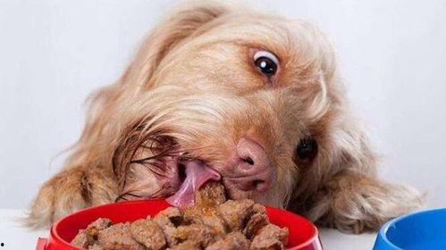 狗吃贝贝瓜么,一场意外的美食邂逅