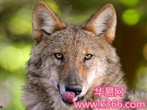 吃瓜狼鹈鹕之梦,探寻吃瓜狼与鹈鹕共筑梦境的奇幻之旅