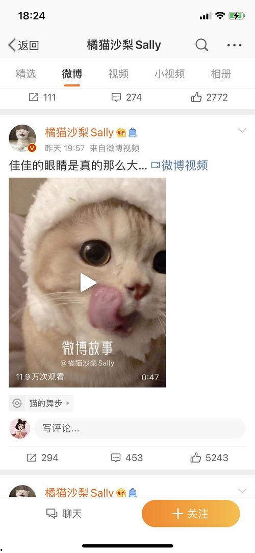 橘猫沙梨sally吃瓜,吃瓜群众的欢乐日常
