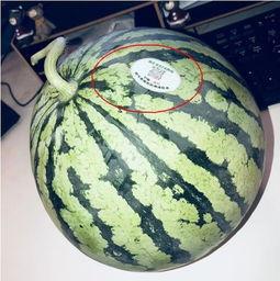 焦作网红吃瓜,趣味横生引网友热议
