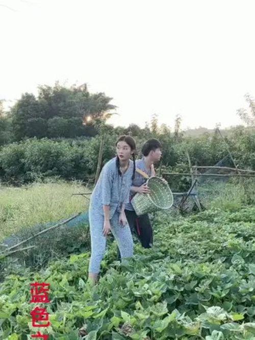 农村偷瓜吃搞笑,农村夏日里的欢乐喜剧