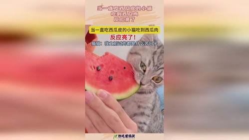 小猫吃活人瓜,一场惊心动魄的意外