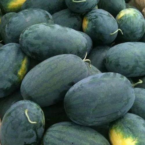 芝罘区吃瓜,瓜果飘香，品味生活新篇章