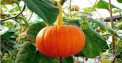 南瓜吃它的瓜吃瓜的瓜肉,瓜中瓜的甜蜜滋味