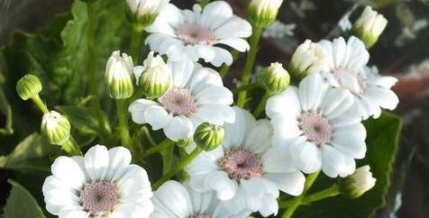 瓜叶菊怎么吃,瓜叶菊的多样食用方法探索