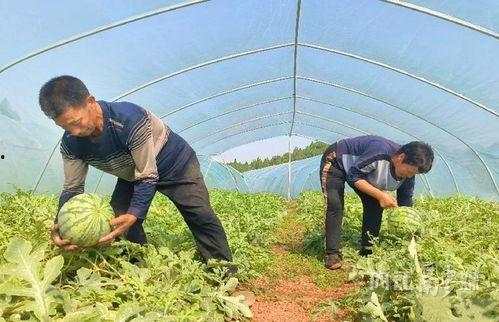 东兴铃铛吃瓜视频,揭秘娱乐圈幕后故事