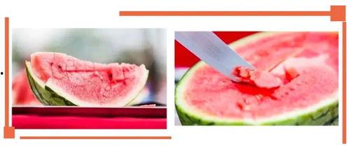 沙河幼儿园吃瓜