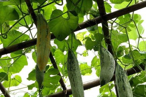 老鼠吃瓜品种,揭秘老鼠偏爱哪些瓜类品种