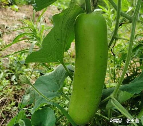 瓠子瓠瓜怎么吃,瓠子瓠瓜的多彩食法探索